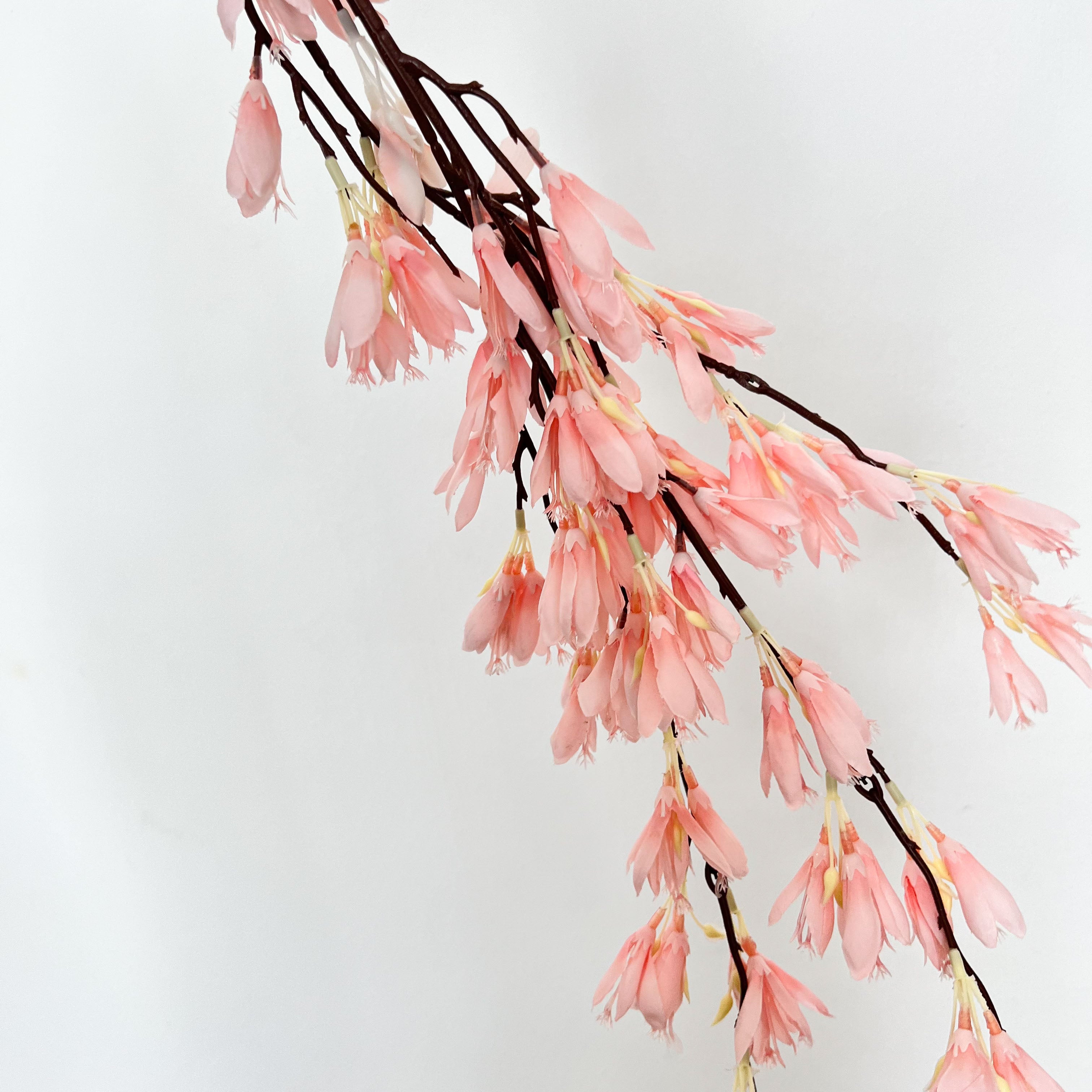 Beardtongues Flowers