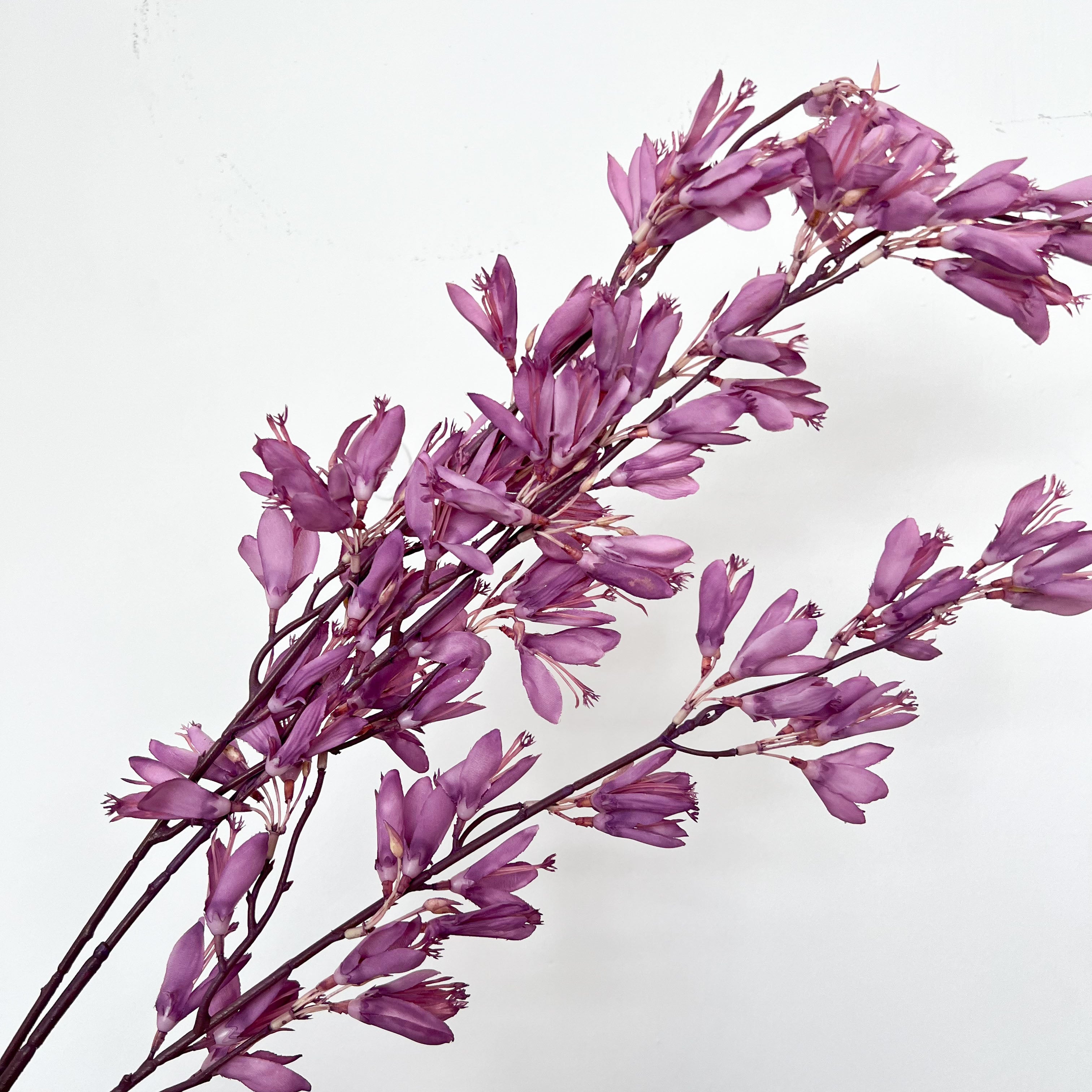 Beardtongues Flowers