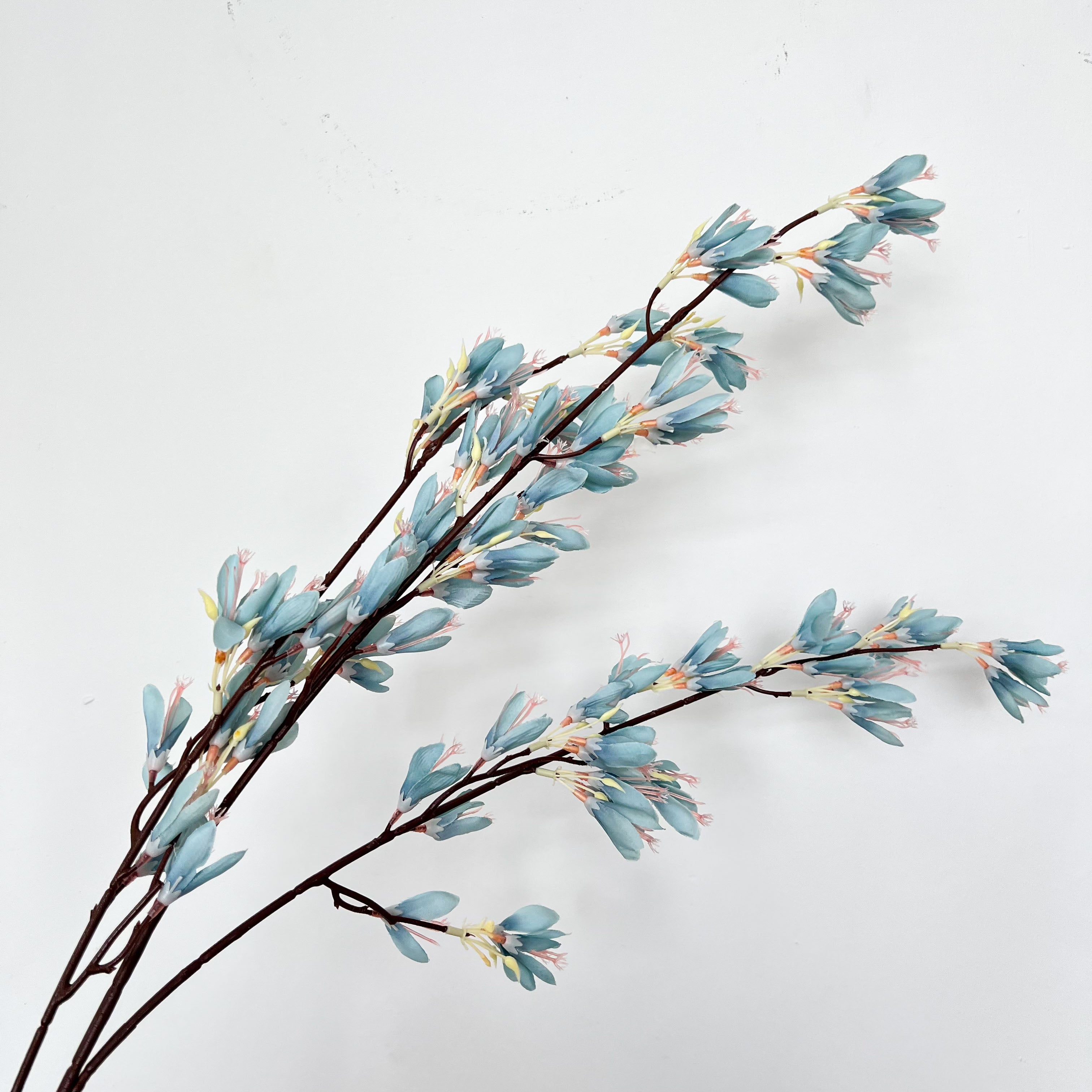 Beardtongues Flowers