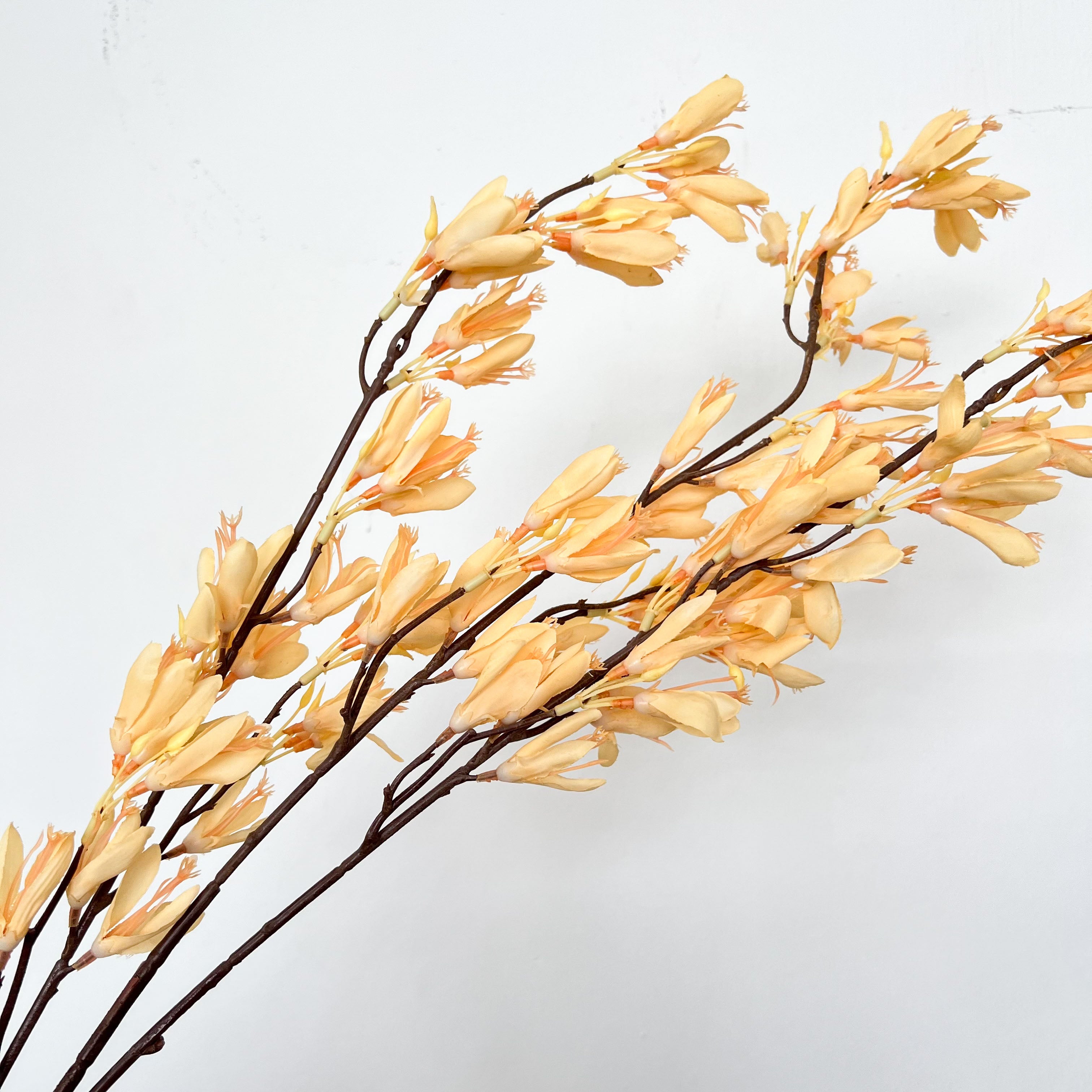 Beardtongues Flowers