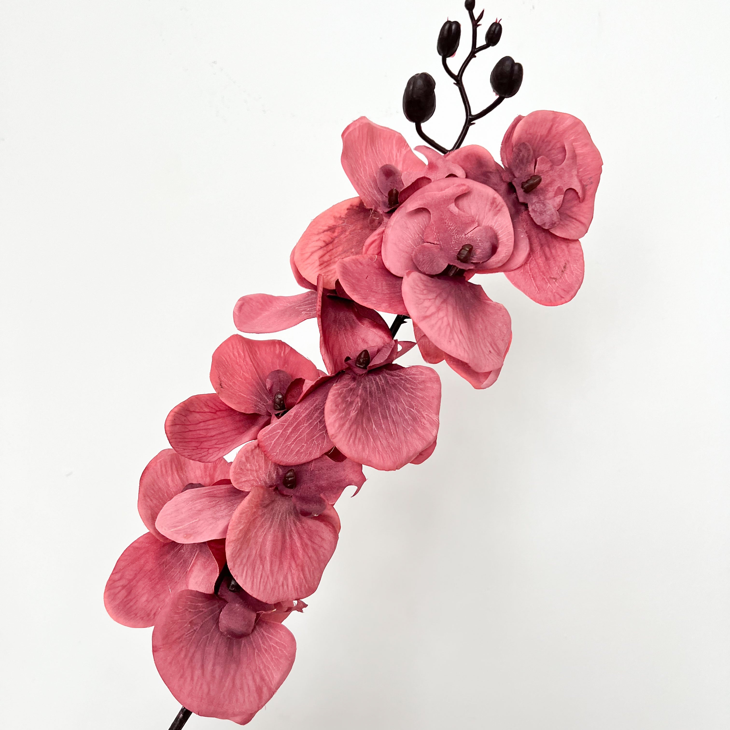 9-Bloom Moth Orchid Flowers