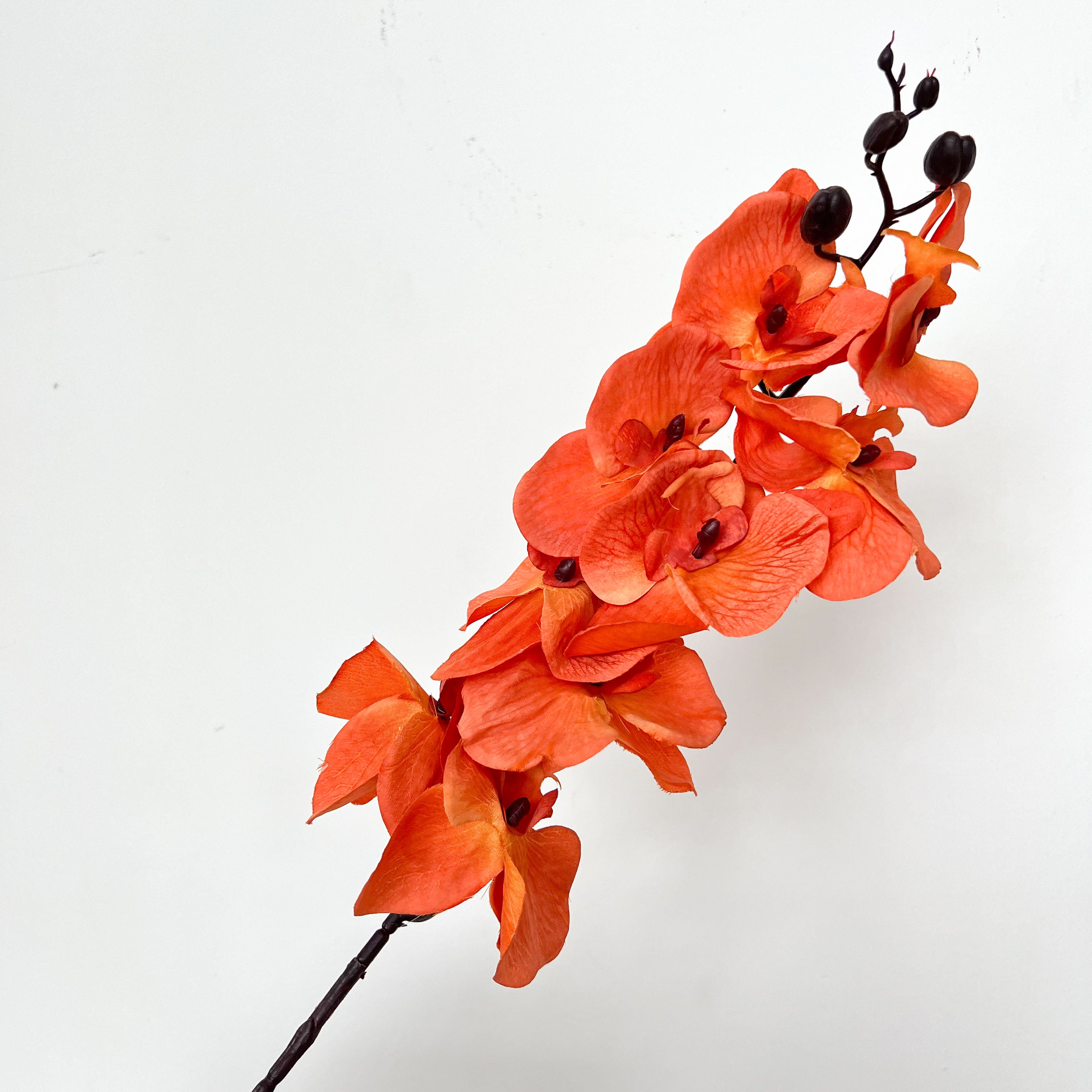 9-Bloom Moth Orchid Flowers