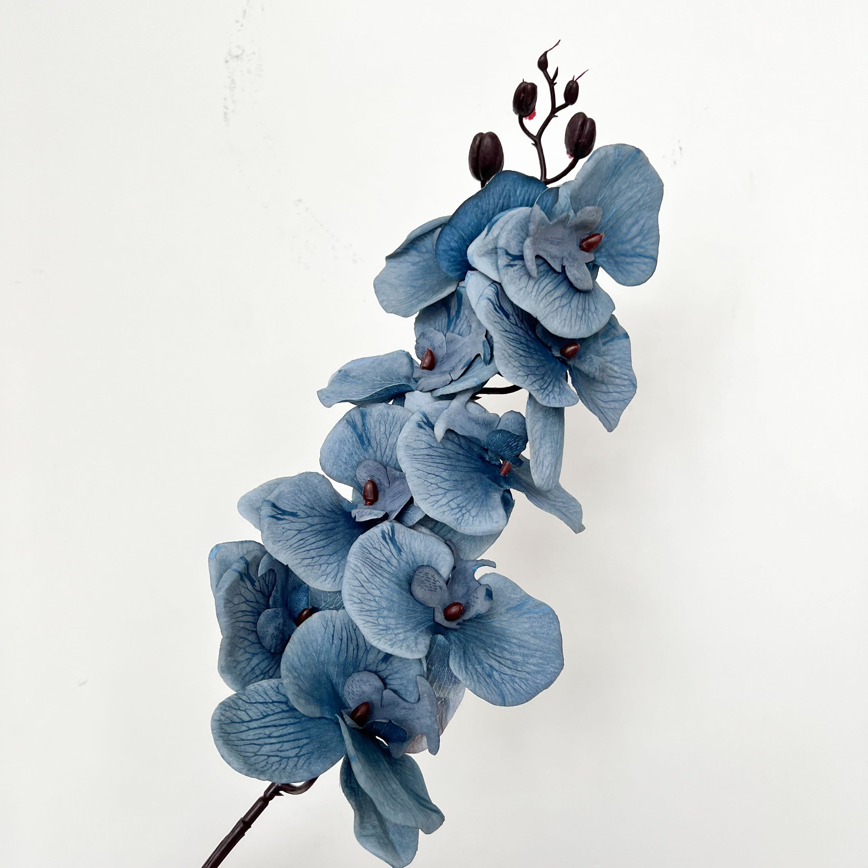 9-Bloom Moth Orchid Flowers