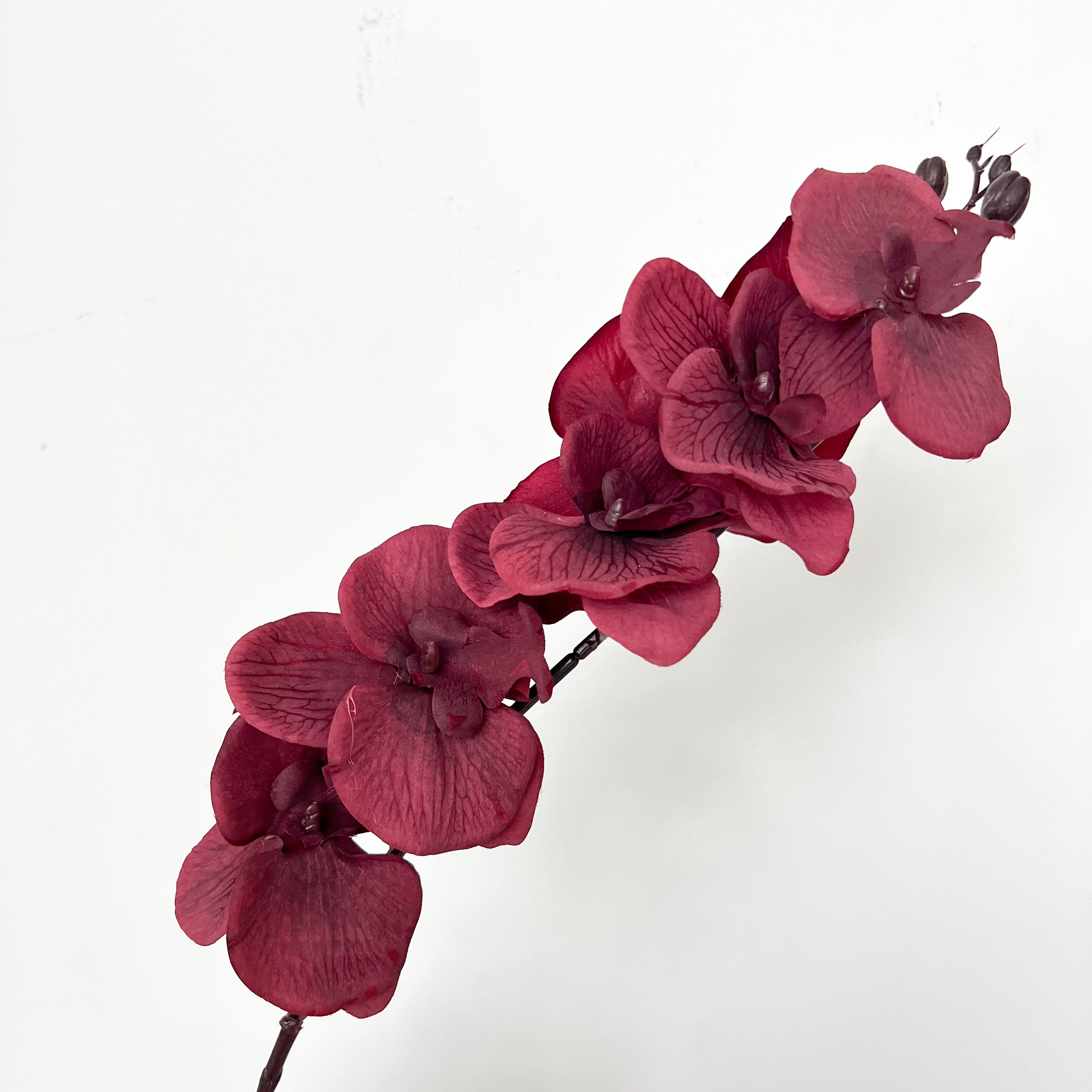 9-Bloom Moth Orchid Flowers