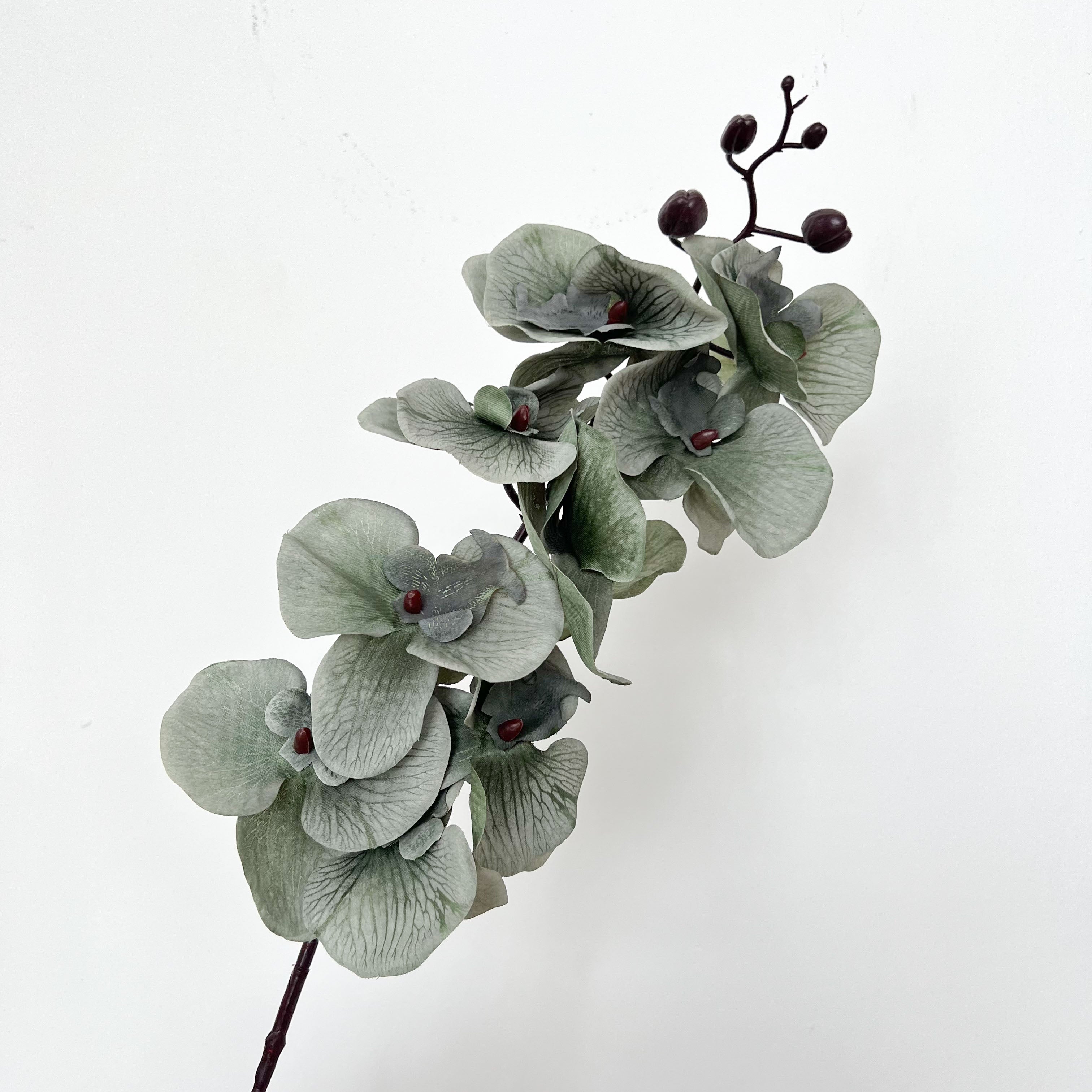 9-Bloom Moth Orchid Flowers