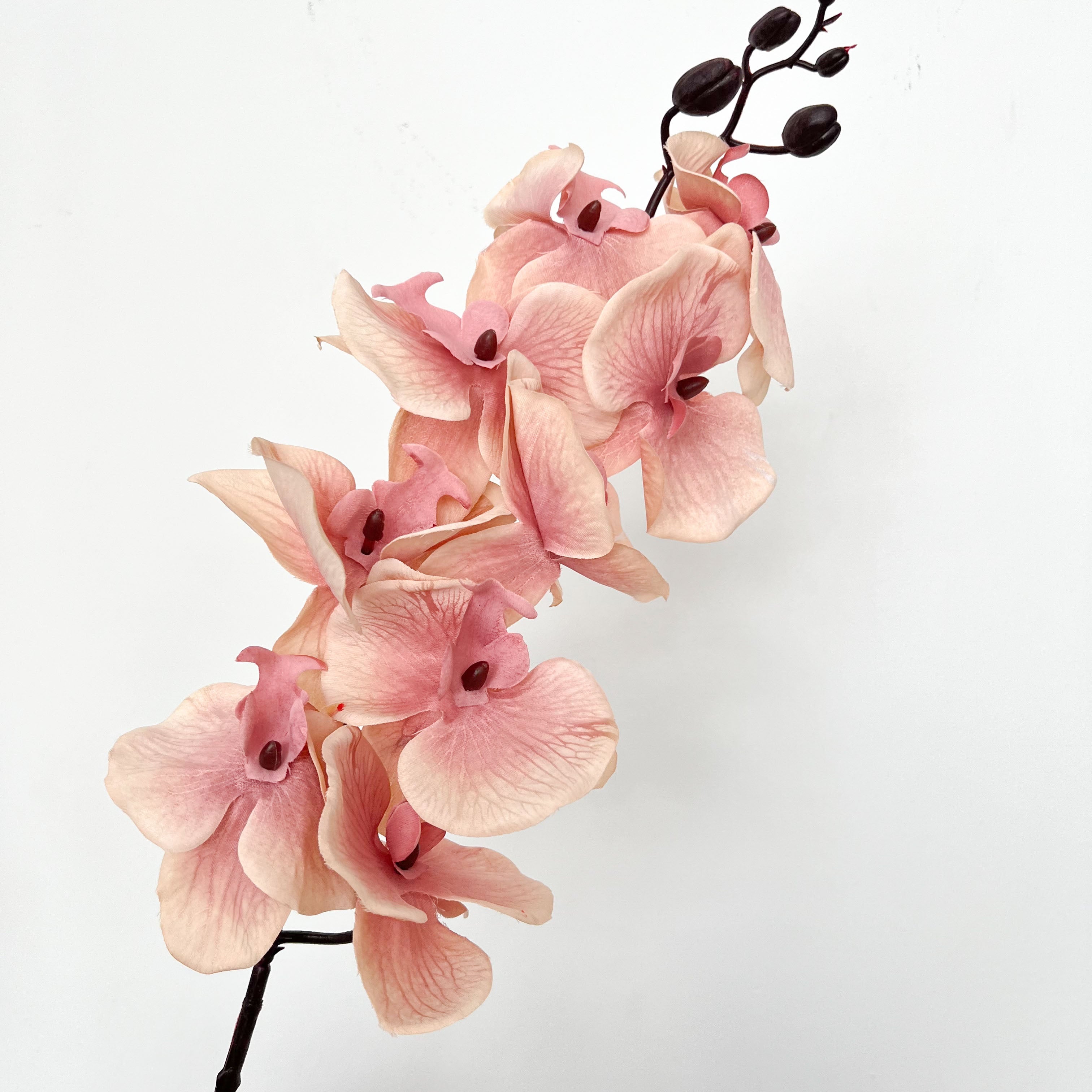 9-Bloom Moth Orchid Flowers