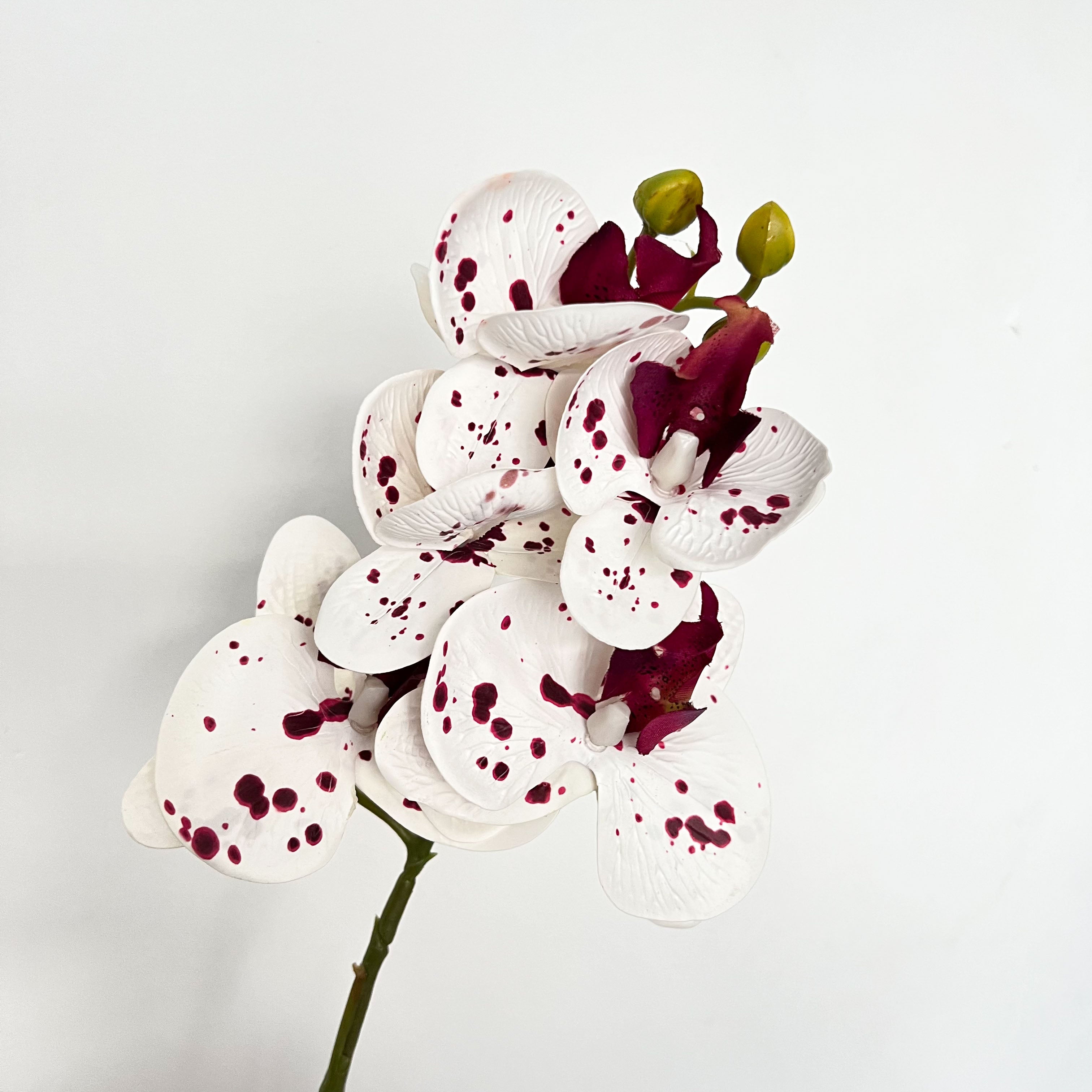 5-Blooms Moth Orchid Flowers