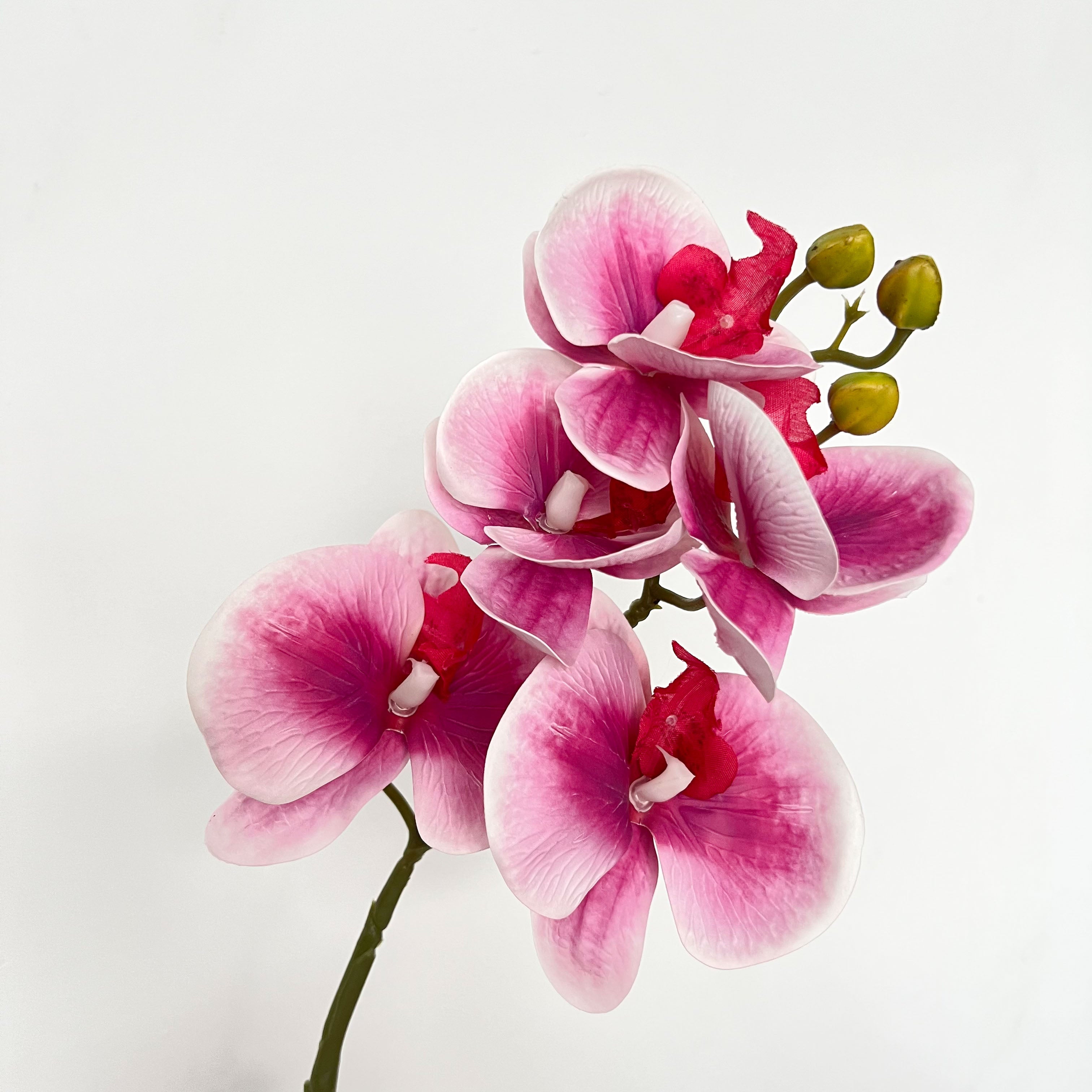 5-Blooms Moth Orchid Flowers