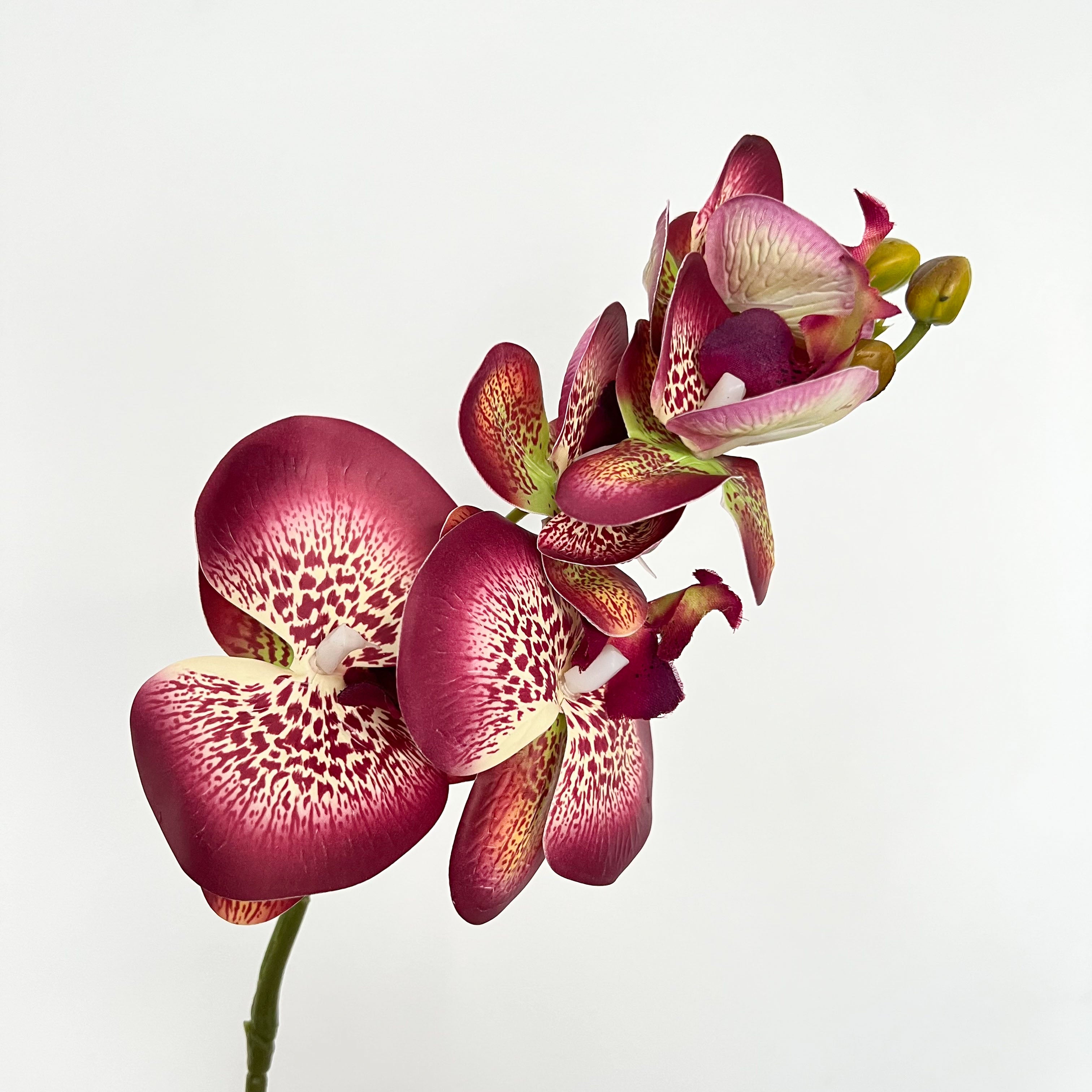 5-Blooms Moth Orchid Flowers