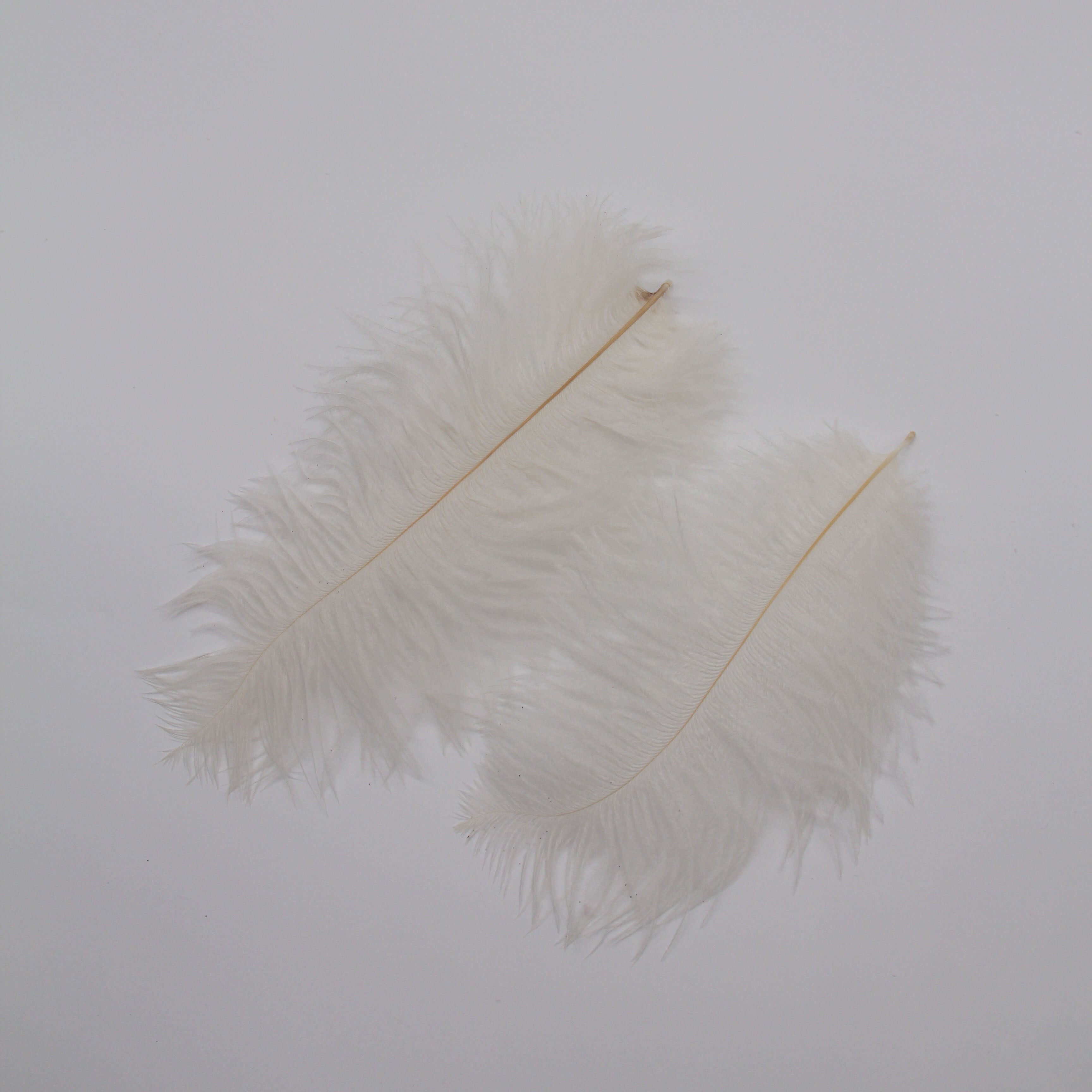 Natural Feathers (Set of 10)