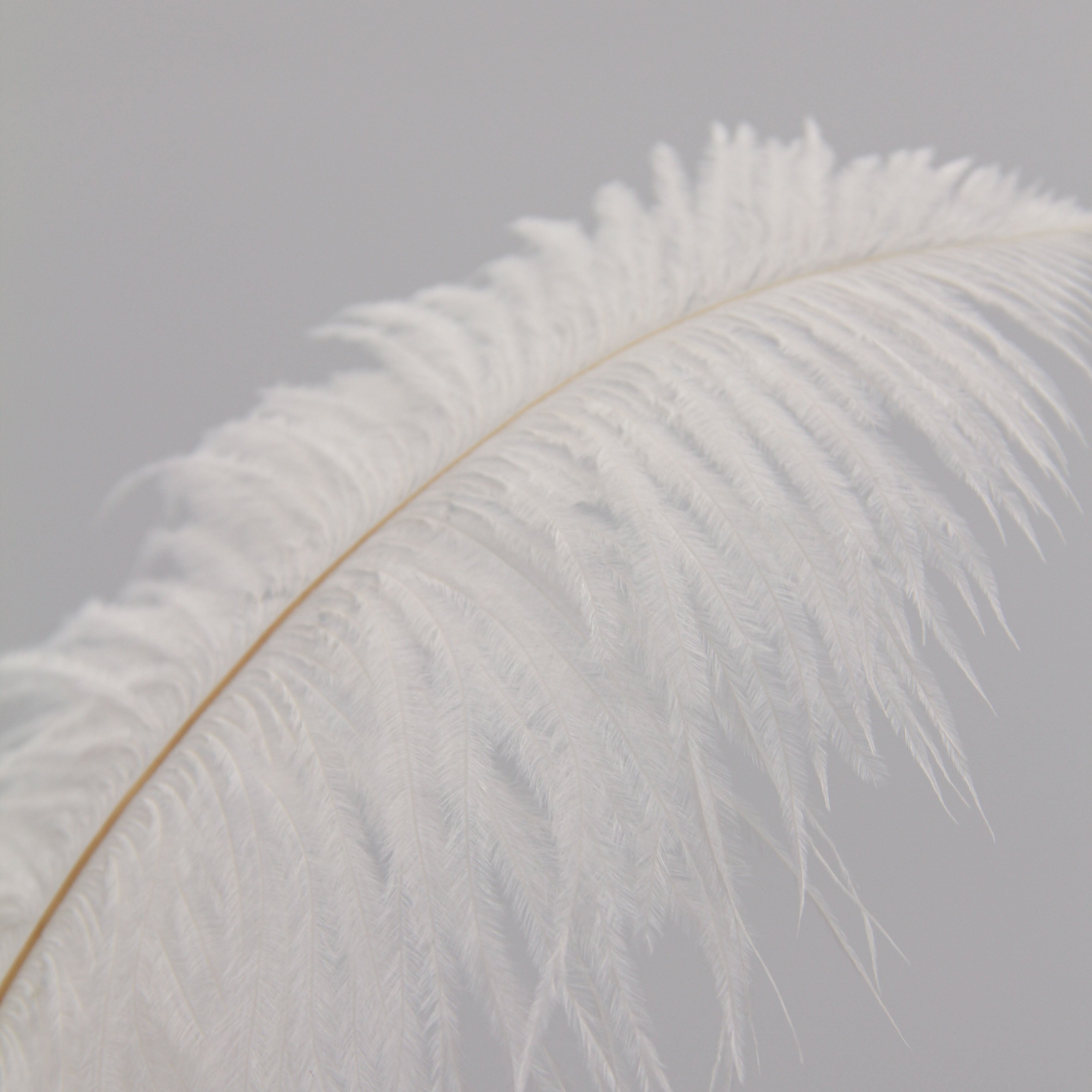 Natural Feathers (Set of 10)