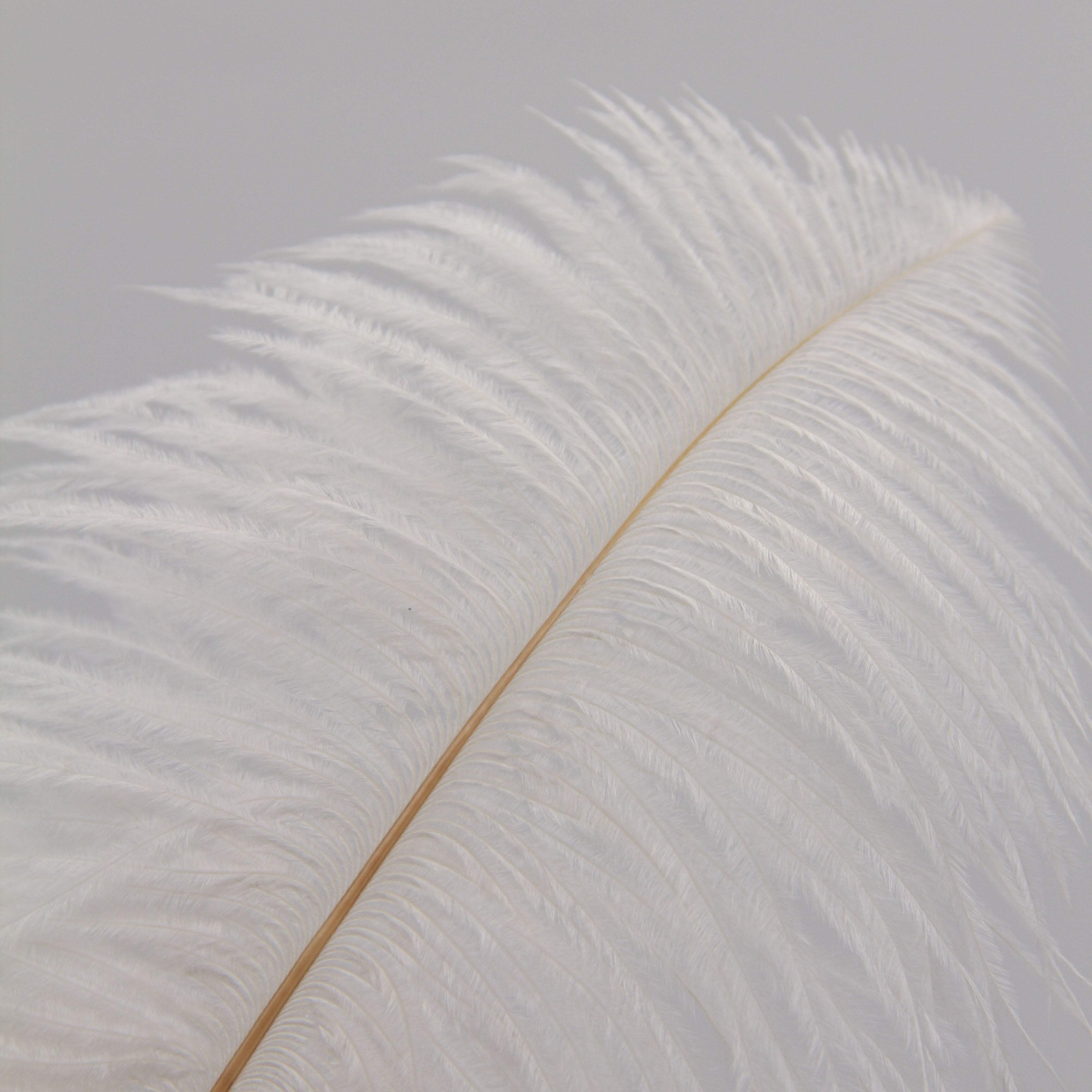 Natural Feathers (Set of 10)