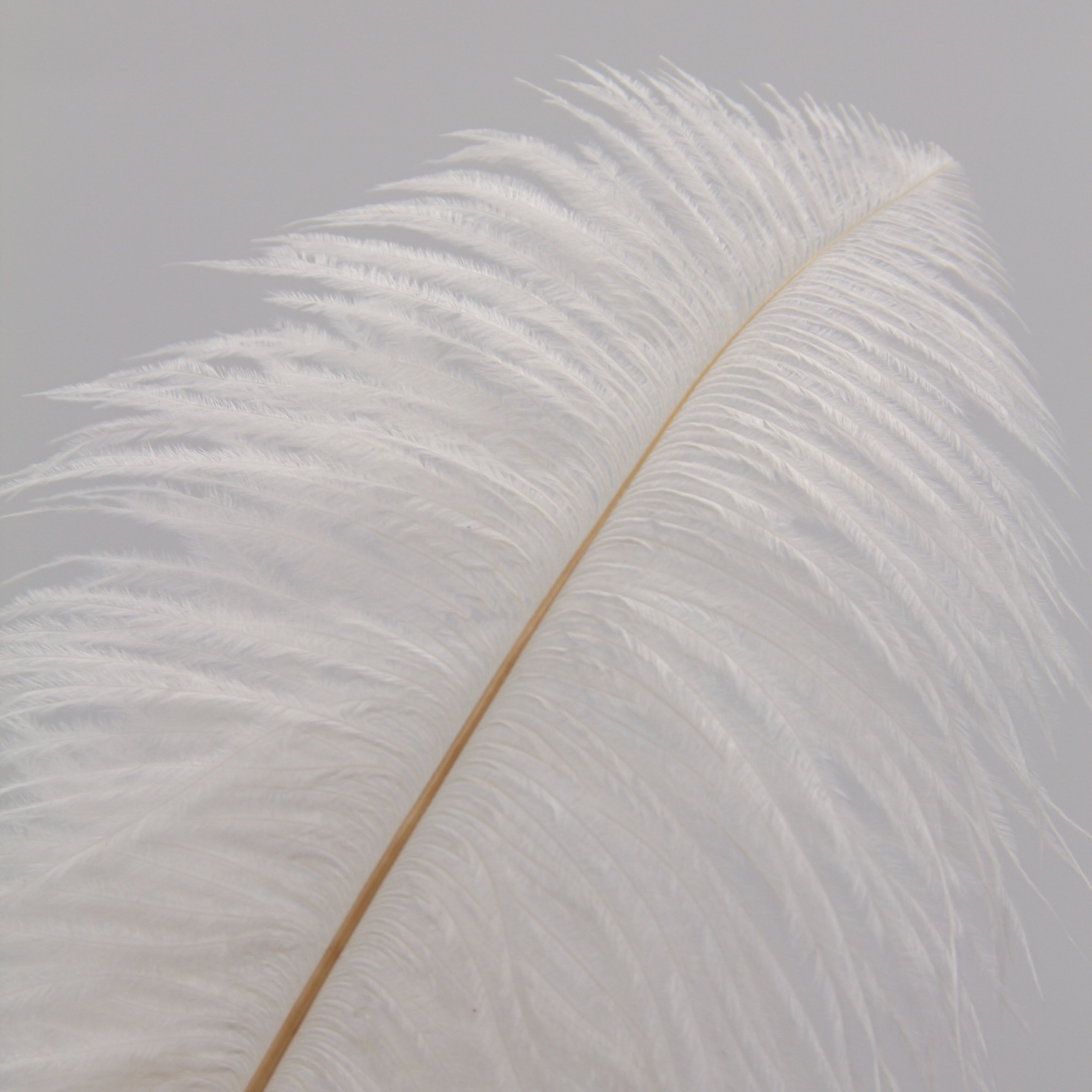 Natural Feathers (Set of 10)