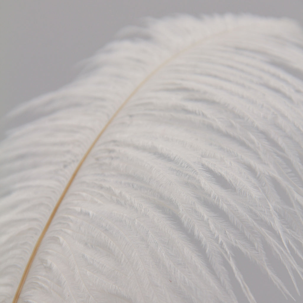 Natural Feathers (Set of 10)