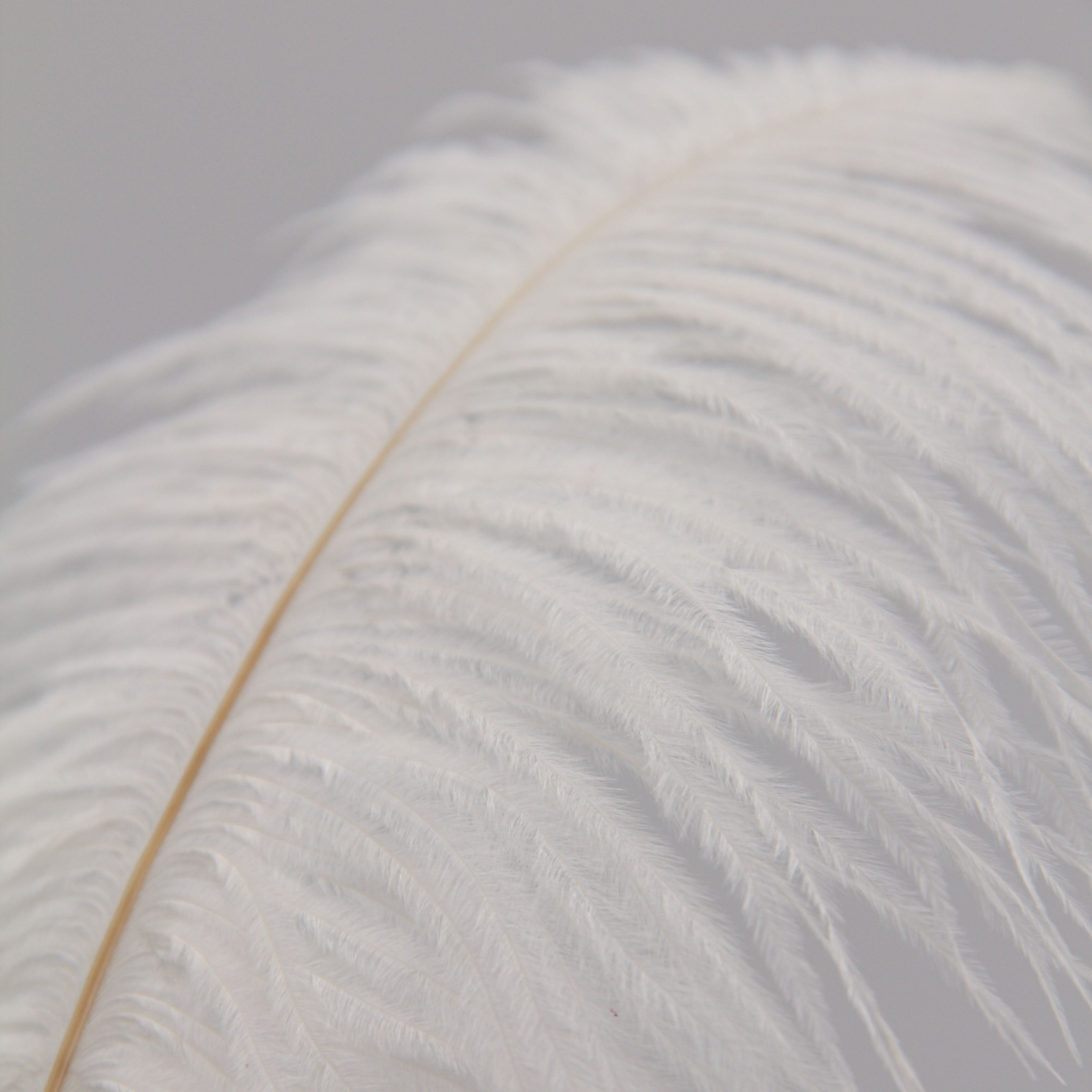 Natural Feathers (Set of 10)