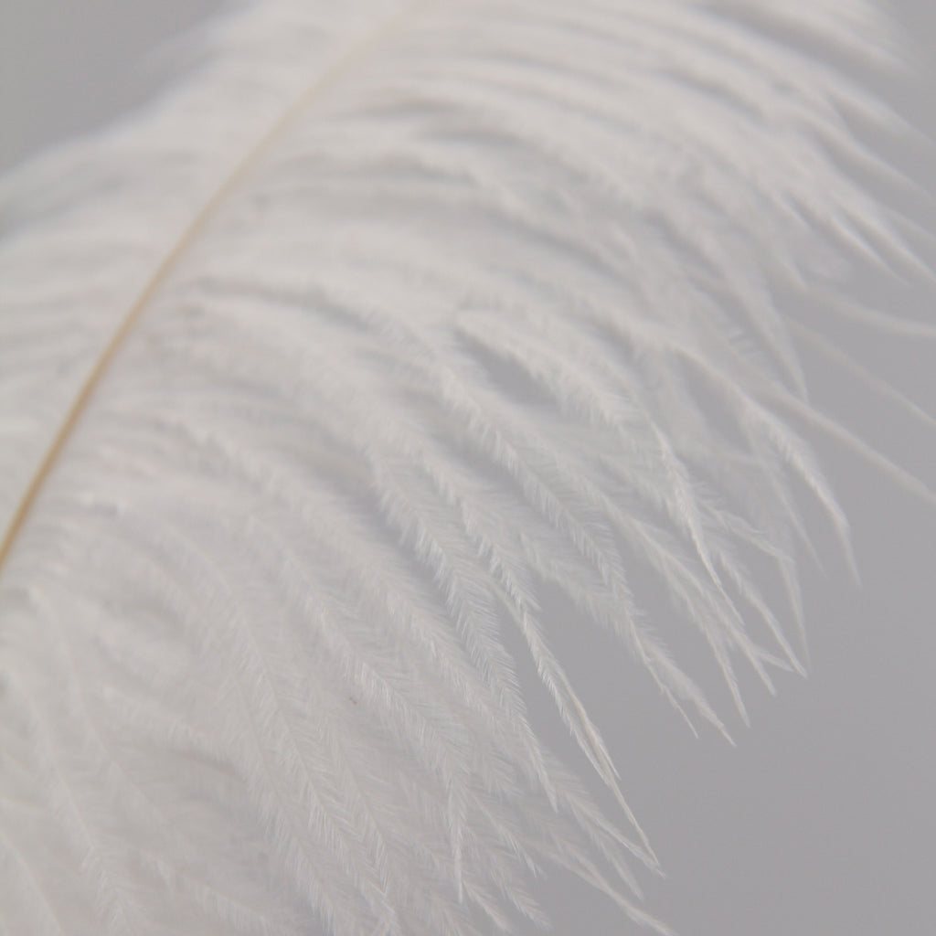 Natural Feathers (Set of 10)