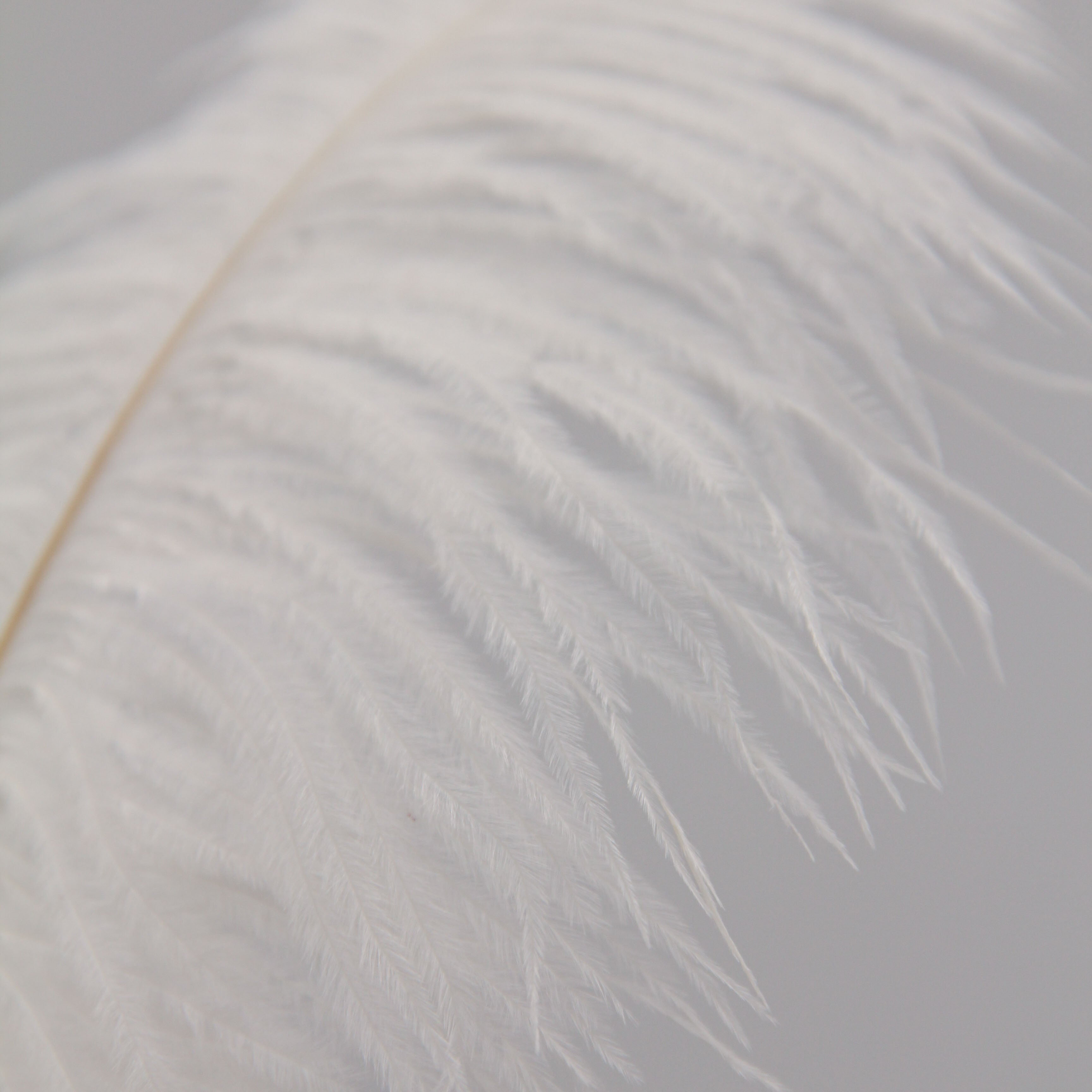 Natural Feathers (Set of 10)