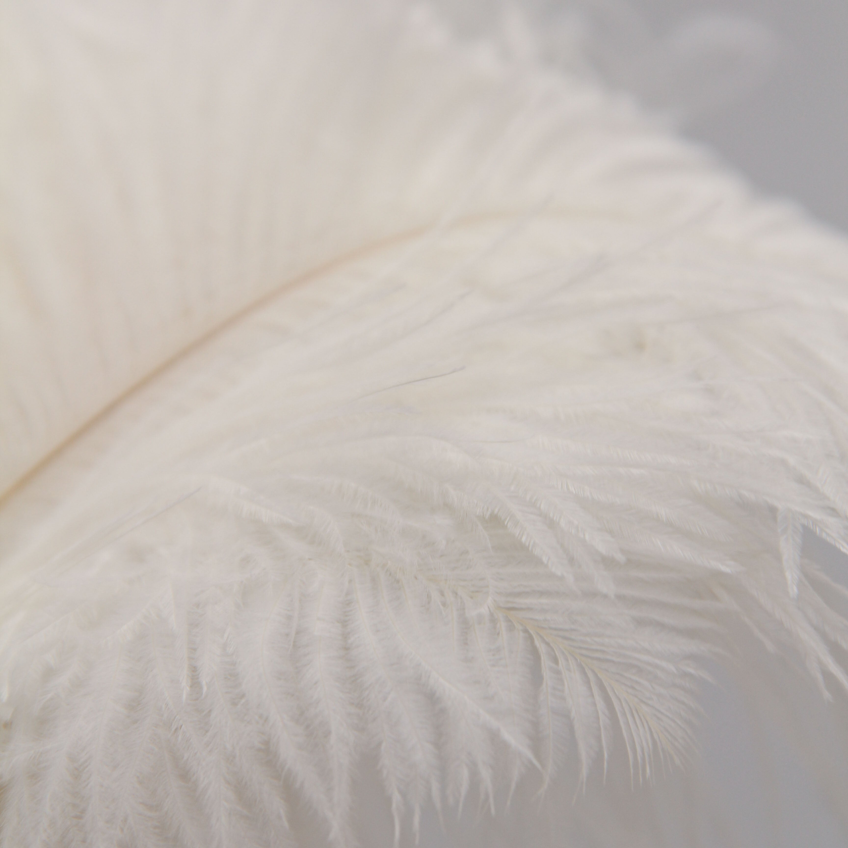 Natural Feathers (Set of 10)