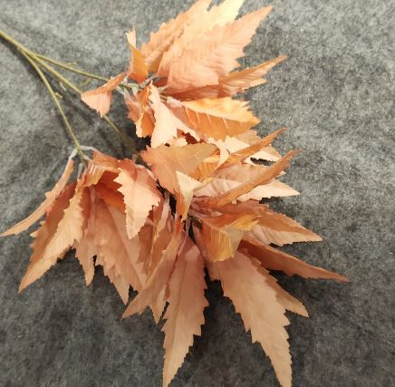 Chinese Astilbe Leaves