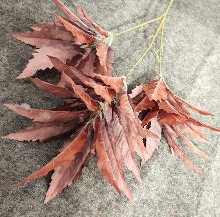 Chinese Astilbe Leaves