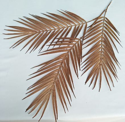 Areca Palm Leaves