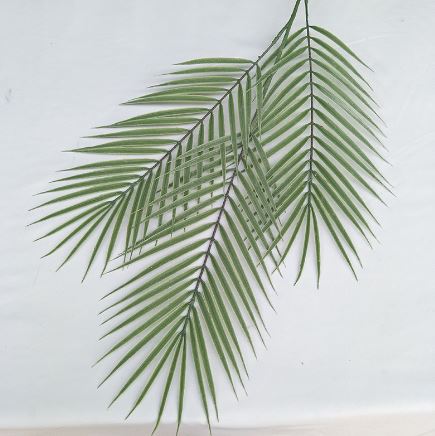 Areca Palm Leaves