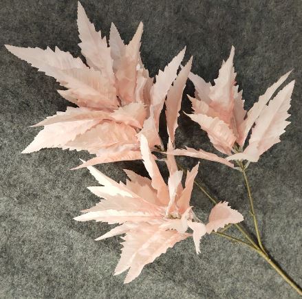Chinese Astilbe Leaves