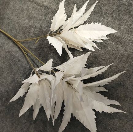 Chinese Astilbe Leaves